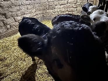 продаю бычки: Продаю | Музоо, торпок | На откорм — 7