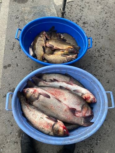 форель бишкек ахунбаева: Толстолобик за килограмм Карб за килограмм На ярмарке по субботам — 2