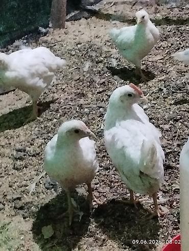 продаю птиц: Продаю цыплят Леггорн и Хайланд Соня курочки. вывелись 1 — 3