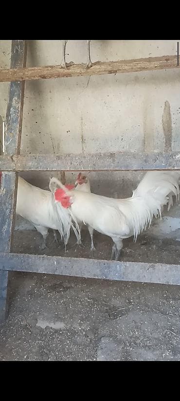 клетки для бройлера: Продаю | Куры | Для разведения — 2