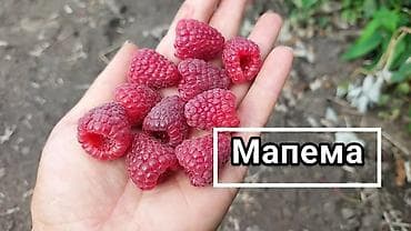 малина баасы бишкек: Саженцы малины сорта Мапема - Высокоурожайные, крепкие саженцы — 1