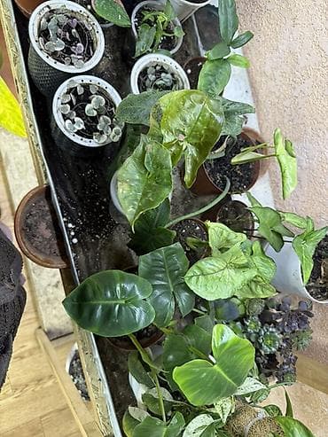 комнатные цветы бишкек: Филодендроны и другие комнатные растения — коллекционные экземпляры из — 3