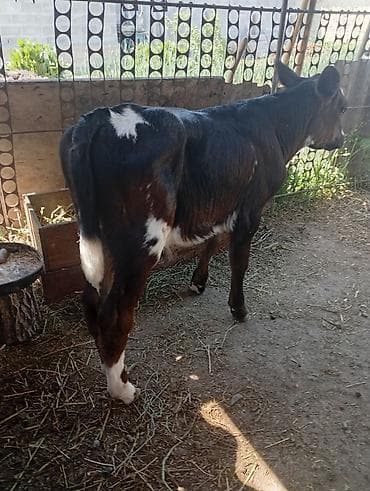 кукуруза красная речка: Продаю | Бык (самец) | На откорм — 3