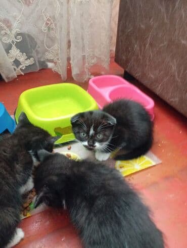 котята мейкун: Котята черно-белого окраса с яркими белыми отметинами и — 2