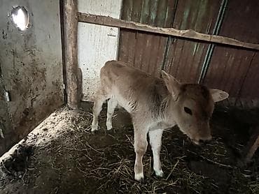 уй ала тоо парода: Продаю | Бык (самец), Музоо, торпок | Полукровка | Для разведения, На откорм | Искусственник — 3