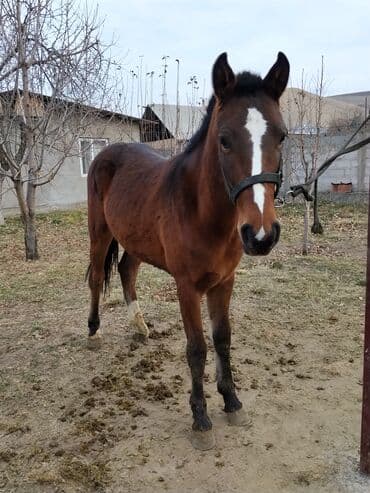 продажа щенков немецкой овчарки с документами в бишкеке: Продаю | Жеребенок | Конный спорт — 3