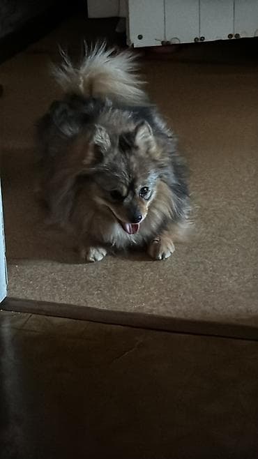 сколько стоят собаки шпиц: Шпиц, 1 год, Самка — 1