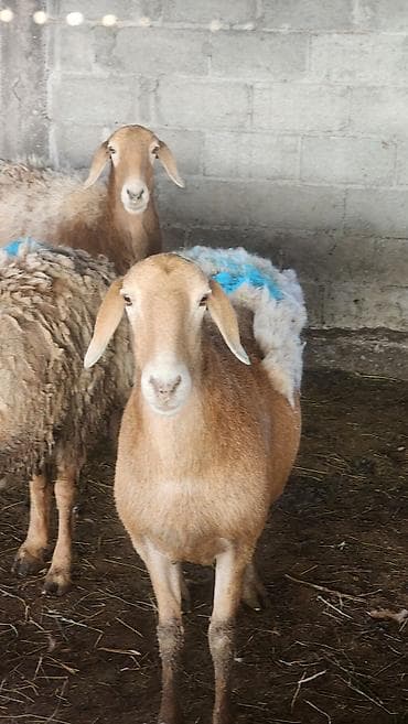 chi su: Продаю | Овца (самка) | Для разведения | Матка — 10