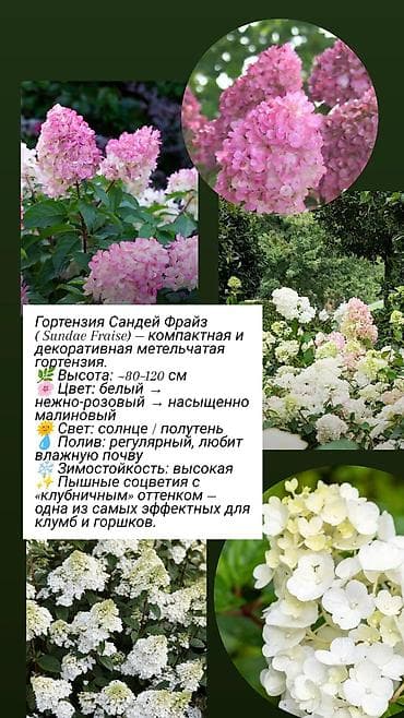 куплю контенир: Саженцы — 3