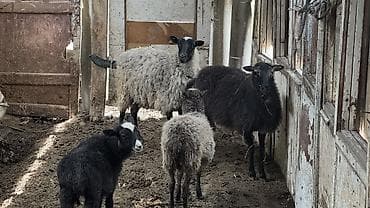 продам сельхоз животных: Продаю | Овца (самка), Ягненок, Баран (самец) | Романовская | Для разведения — 3