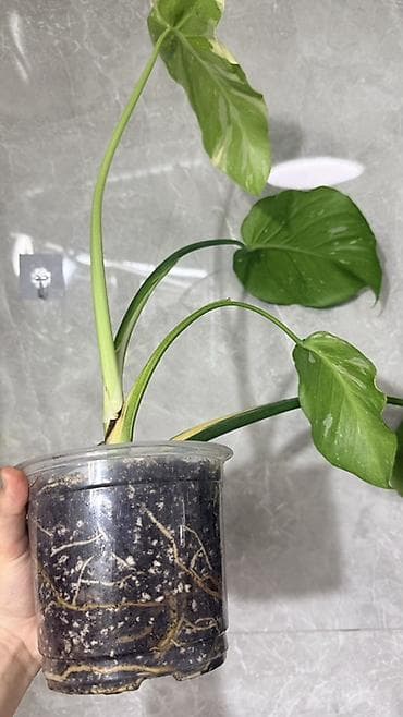 Инструменттер: Монстера Тайское Созвездие 3 горшка по 1000с Посажены в хороший — 3