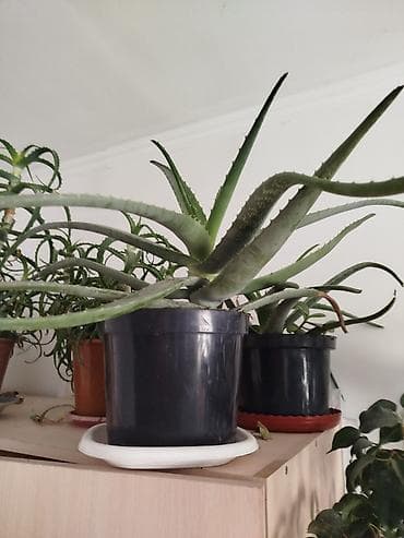 фикус бенжамин: Комнатные растения,фикусыалоэ — 9