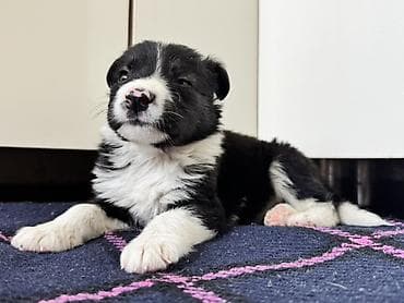 собака щенки: Колли, 1 месяц, Самка — 9