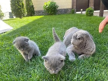 Продажа кошек: Шотландские вислоухие котята, окрас голубой - Порода: Scottish Fold — 4