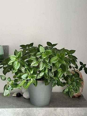 молочай миля: Бальзамин («мокрый ванька») Специально подготовленная питательная — 1