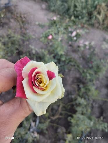 Садовые инструменты и инвентарь: Саженцы цветка: Розы — 14