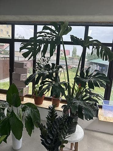 деликатес: Монстера делициоза (Monstera deliciosa) в горшке - Крупное комнатное — 3