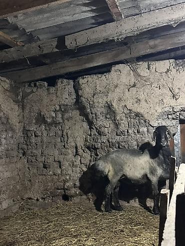 домашние птицы: Продаю | Баран (самец) | Для разведения | Кастрированные — 8