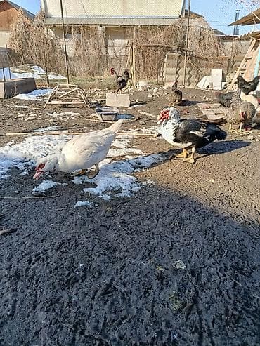 утки утята: Продам семейку индоуток, селезень и две уточки, уже гнездятся, хорошие — 3