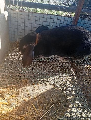 кон: Продаю | Крольчиха (самка) | Французский баран | Для разведения | Племенные — 2