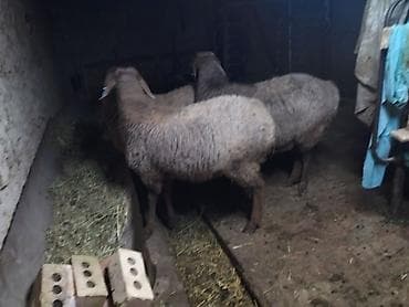 Кошки: Продаю | Овца (самка) | Для разведения | Племенные — 3