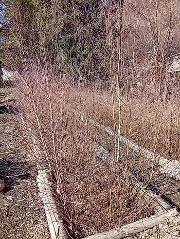 Саженцы деревьев: Берёзы, Самовывоз