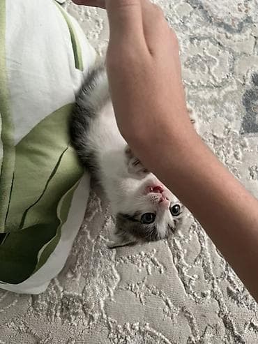 scottish fold: 1 месяц, Девочка — 3