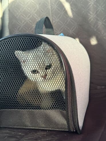 черная британская кошка: Шотландский страйт серебристая шиншилла 5месяцев проглистована и — 4