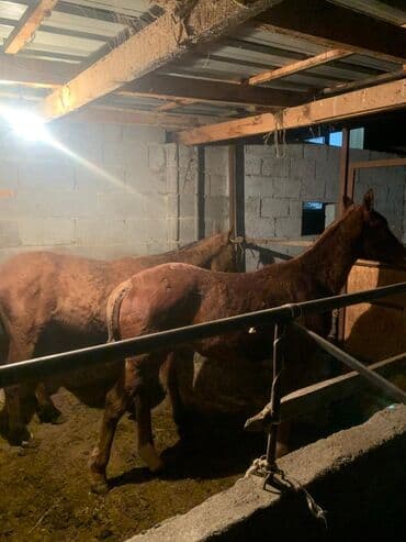 цены породистых собак: Продаю | Жеребенок | Для разведения — 10