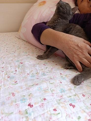 Отдам даром кошку: Кошка даром: Русская голубая, Девочка, Приучена к лотку — 1