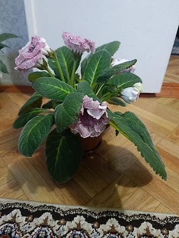 глоксиния гулу: Глоксиния (Sinningia speciosa) в горшке - Компактный куст с крупными — 1
