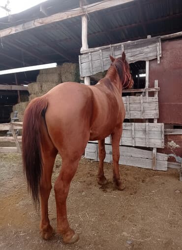 Продаю | Конь (самец) | Рабочий