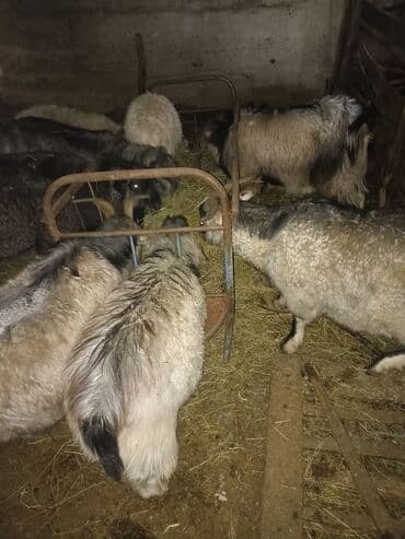 возьму собаку в добрые руки: Продаю | Козёл (самец) | На забой — 2