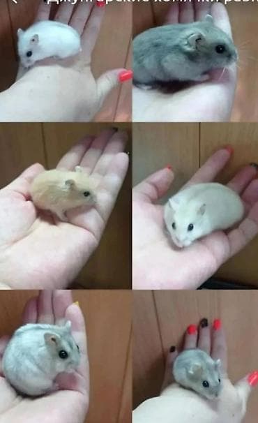 джунгарский хомяк: В продаже хомячки джунгарские, красивых окрасов. Домашние, ручные — 2