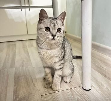 Скотиш Страйт (Шотландиялык тик кулактуу), 7 айлык, Ургаачы, Боз, Лотокко барууга үйрөтүлгөн