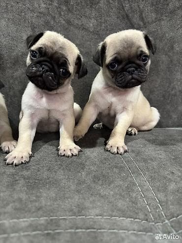 щенки маламут: Продаю щенков мопсов чистокровных. 2000сом за щенка Принимаю только — 1