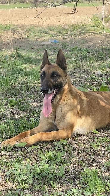 булан животное: Бельгийская овчарка, 1 месяц, Самец, С прививкой, С родословной — 1