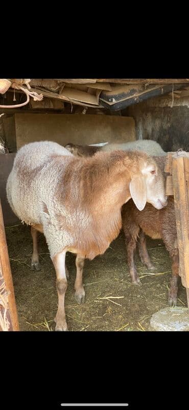 сколько стоит корова в кыргызстане 2023: Кочкор сатылат 3 жаш — 2