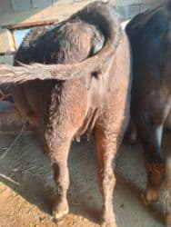 сколько длится беременность коровы: Продаю | Корова (самка) | Алатауская, Швицкая | Для разведения, Для молока | Племенные, Стельные, Искусственник — 3