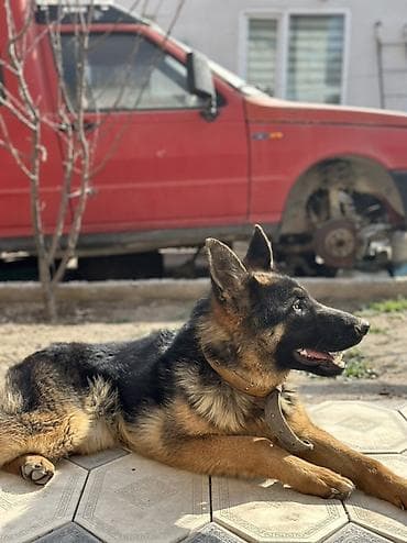 домашние собаки: Немецкая овчарка, 7 месяцев самка классический чепрачный окрас (черный — 3