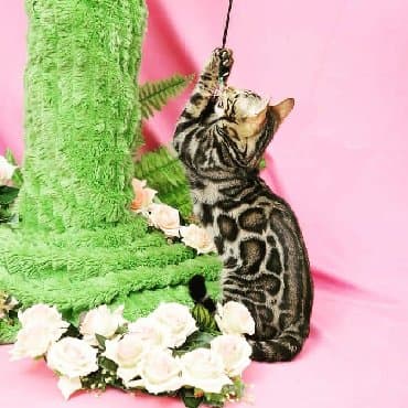 сколько стоит котенок британской золотой шиншиллы: Внимание бишкек .!! . Питомник бен гла мур предлагает чудесных — 7