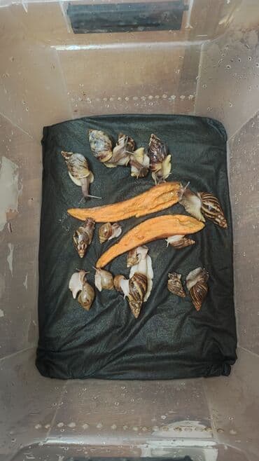 Все в 1 руки. с контейнером всем остальным 🩷 цена за все вместе