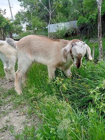 зааненские козы где можно купить и цена: Продаю | Козлёнок — 6