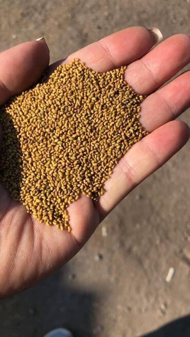 бенкунг отзывы: Семена кормовых растений: Люцерна, Самовывоз — 1