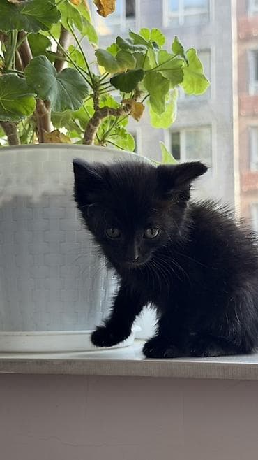 где взять котенка: 2 месяца, Девочка — 2