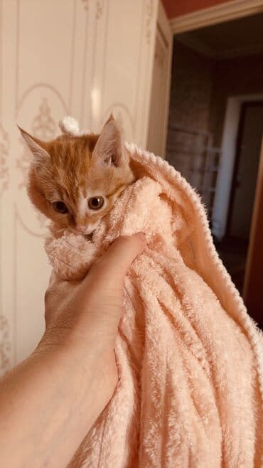 долматинец щенок: Отдам даром!🤗Пушистый рыжий котёнок с ярким тигровым рисунком и белыми — 4