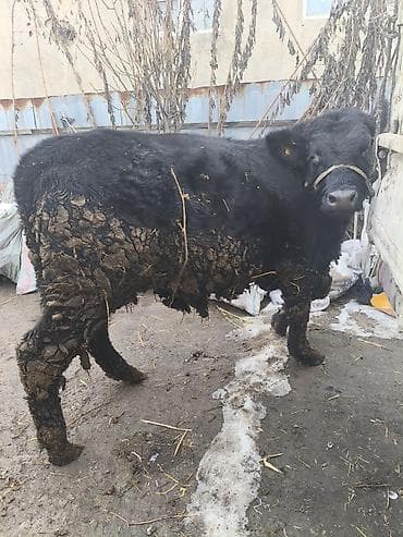 быка: Продаю | Бык (самец) | На откорм | Привязанные — 4