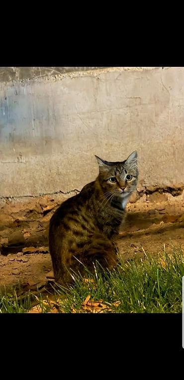 ласка: Кошка даром: Беспородная, Девочка, Приучена к лотку — 1