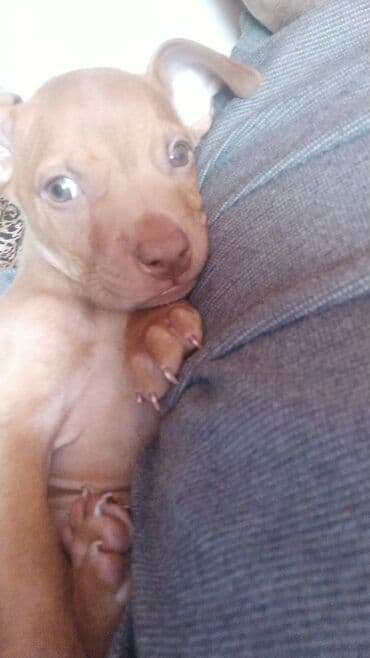 Щенок маленького размера, короткошёрстный, рыжего окраса. Ушки полу