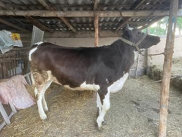 Продаю | Корова (самка) | Швицкая | На откорм, На забой, Для разведения | Отела не было, Привязанные